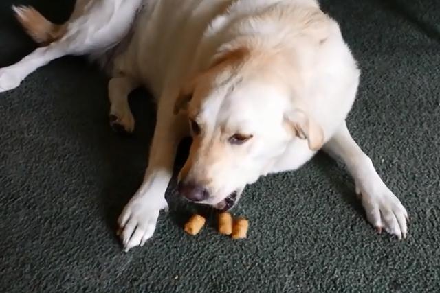 谁说狗嘴里吐不出象牙来的,看看这只狗狗的嘴