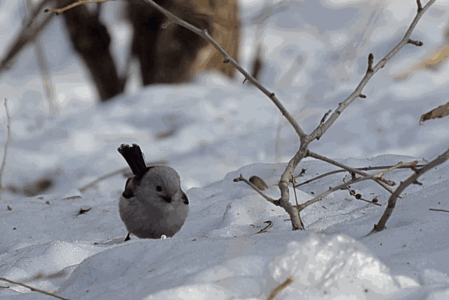 壁纸 动物 鸟 鸟类 雀 640_427 gif 动态图 动图