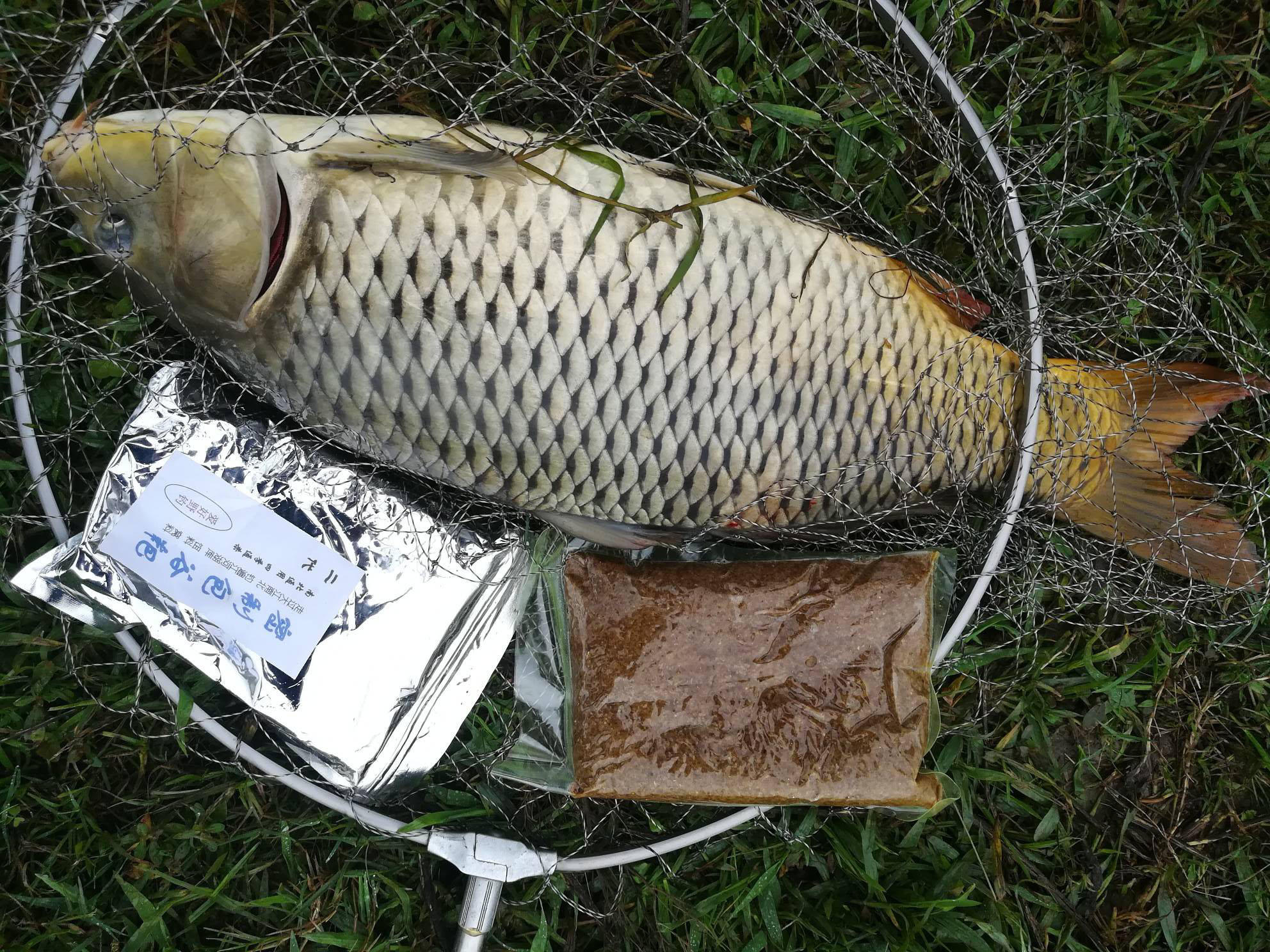 臭谷子是野钓的利器,大鲤鱼被一窝端