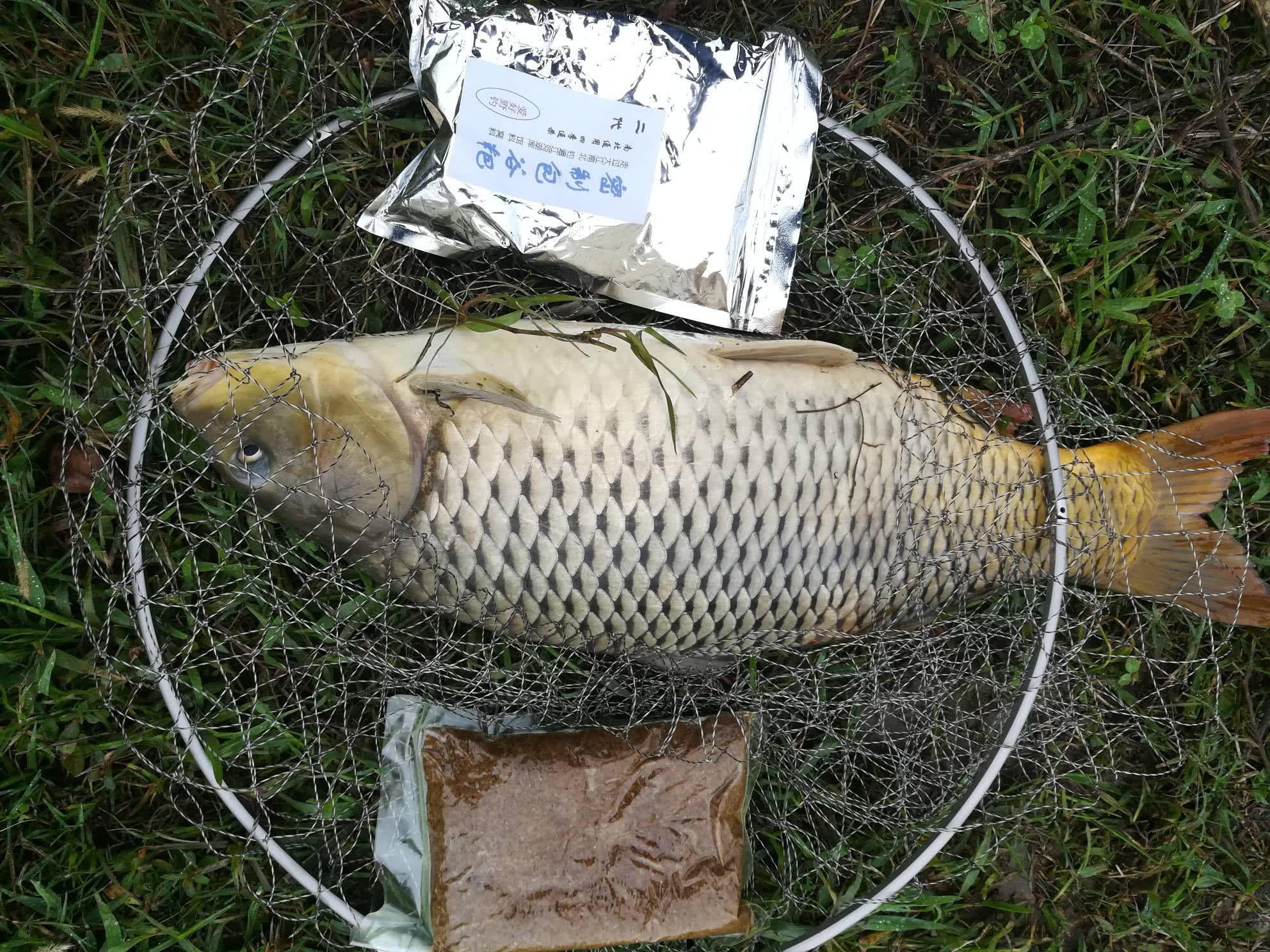 臭谷子是野钓的利器,大鲤鱼被一窝端