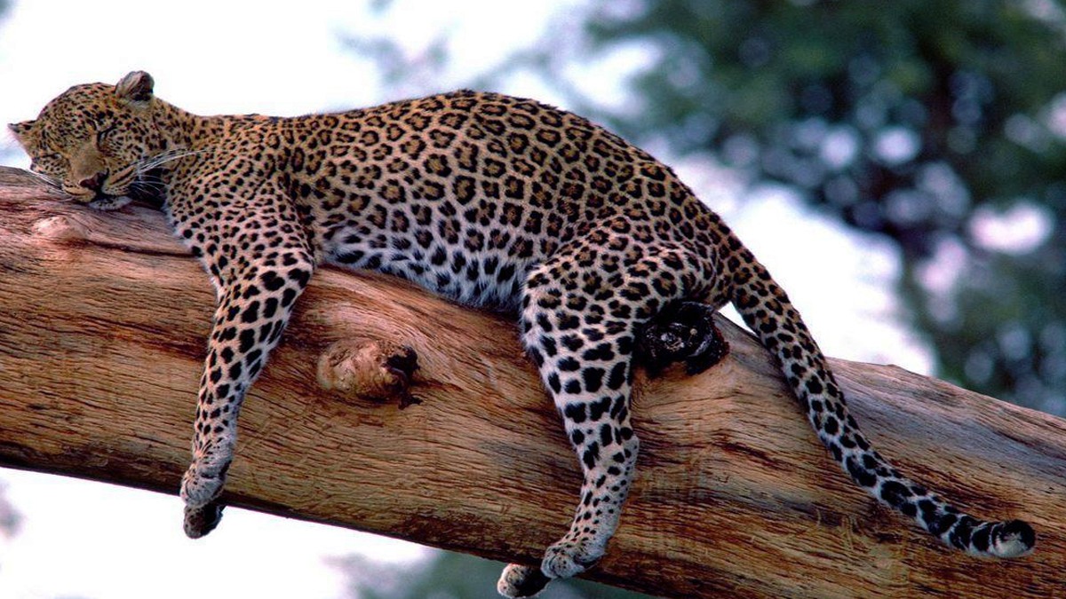 一个比较厉害的人类,打不赢老虎,那能不能打赢