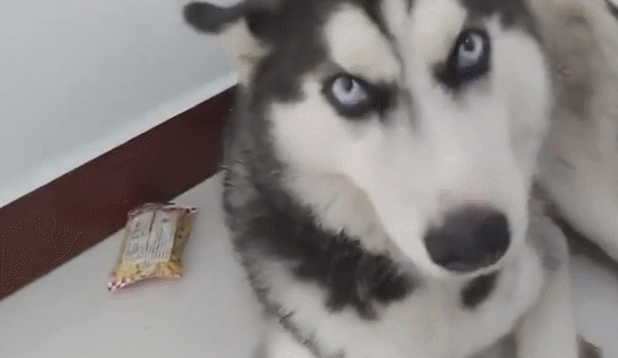 二哈被用零食砸醒,醒后一脸懵逼,表情能秒杀主人!