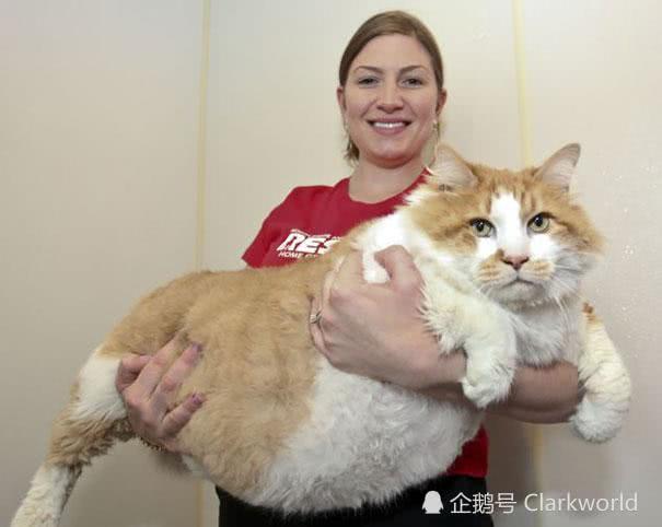 可谓史无前例的巨胖橘猫，太肥了