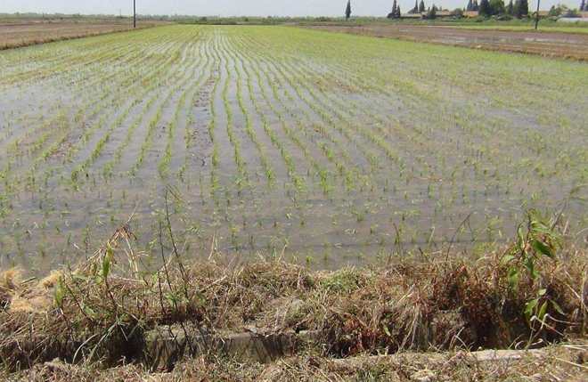 水稻移栽后生长停滞,不返青分蘖是什么原因?该