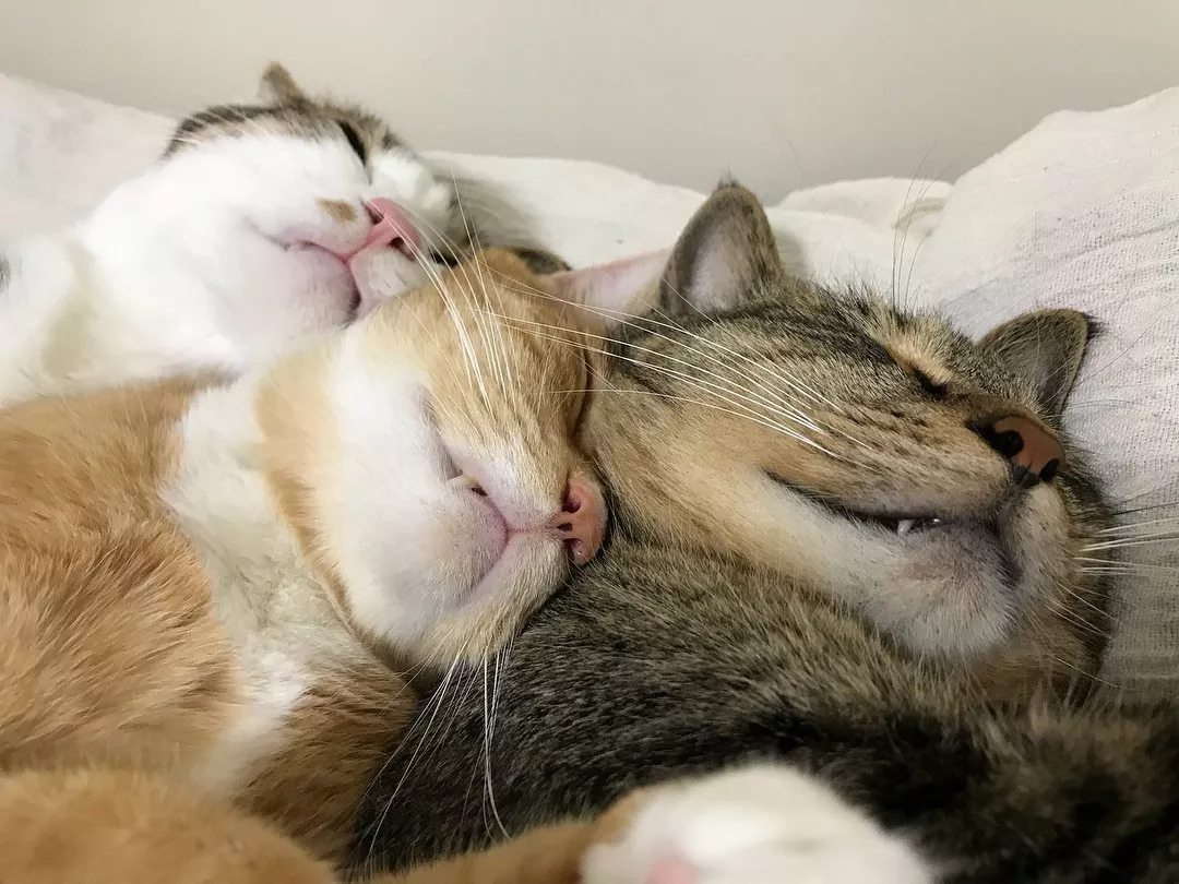 看着这两只猫抱在一起睡觉的样子，简直是甜死我了