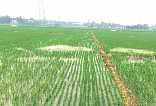 水稻移栽后生长停滞,不返青分蘖是什么原因?该