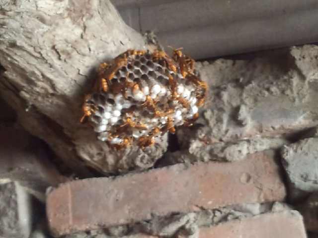 在农村被马蜂蛰了,这三样东西涂上去立马消肿