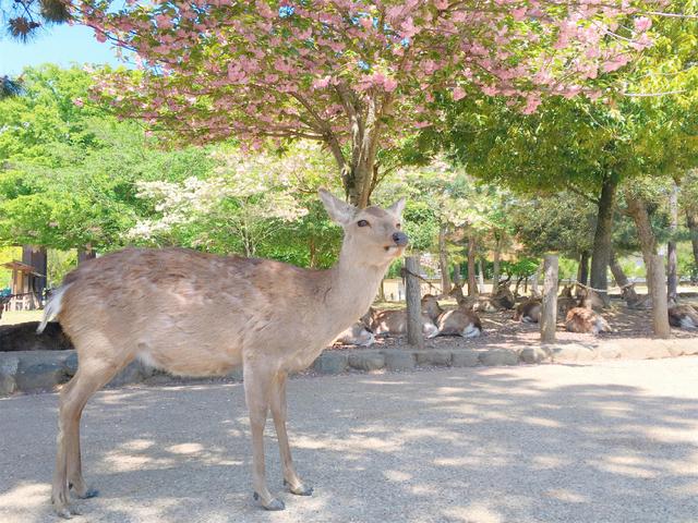 我逛遍日本心斋桥的药妆店,只为告诉你最值得