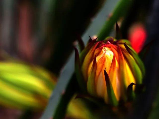 无锡阳山有2000多株火龙果迎来盛花期,洁白剔