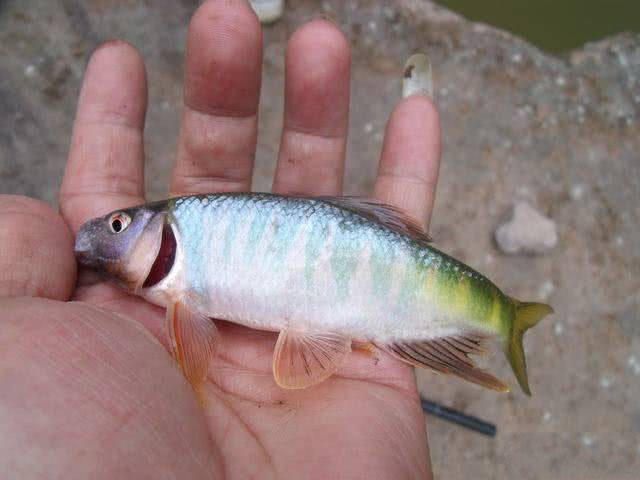 四川很多地方叫它车车竿,专钓溪流里的马口鱼