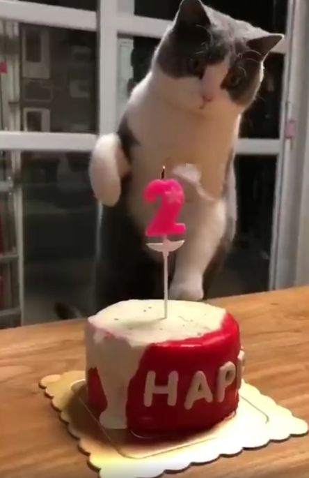 猫咪过生日,主人让它吹蜡烛,猫接下来的动作让人笑喷
