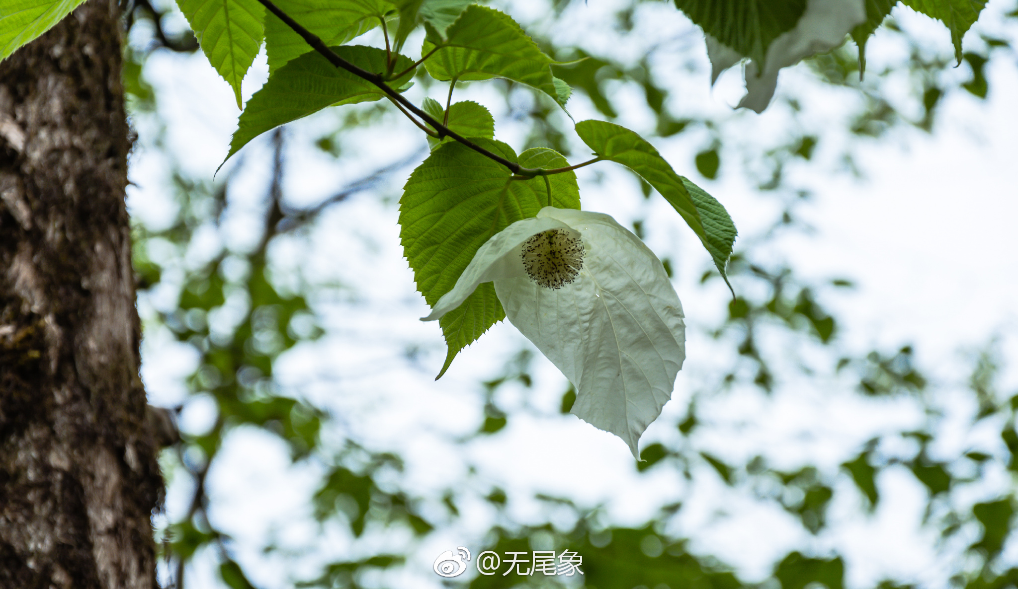 龙苍沟国家森林公园位于四川盆地西部边缘、雅