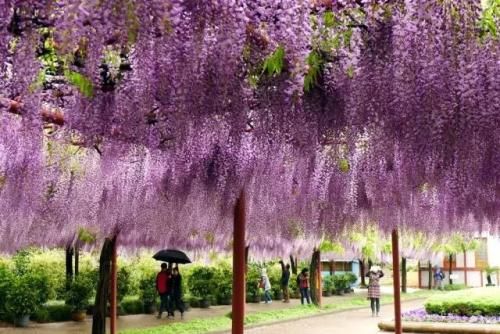 在天津,你家门口哪有花海?骑着单车出发吧!