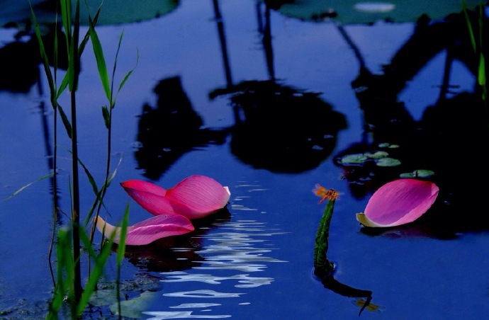 未花叶自香,既花香更别。雨过吹细风,独立池上