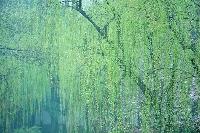 若待上林花似锦,出门俱是看花人