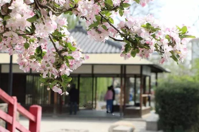 在天津,你家门口哪有花海?骑着单车出发吧!