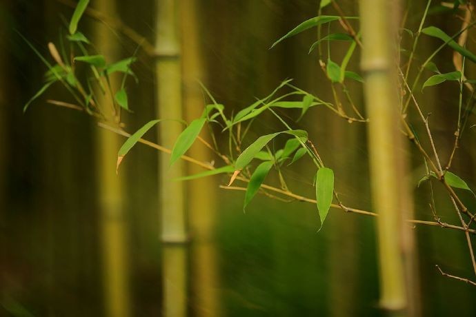 竹林能清幽,春雨静人心