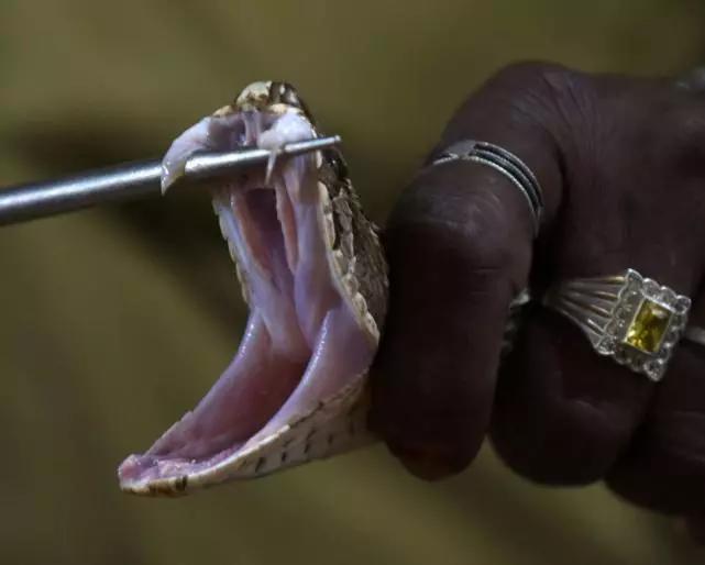 印度眼镜蛇每天的生活现状,每天被灌白酒,每2个月就要拔一次牙