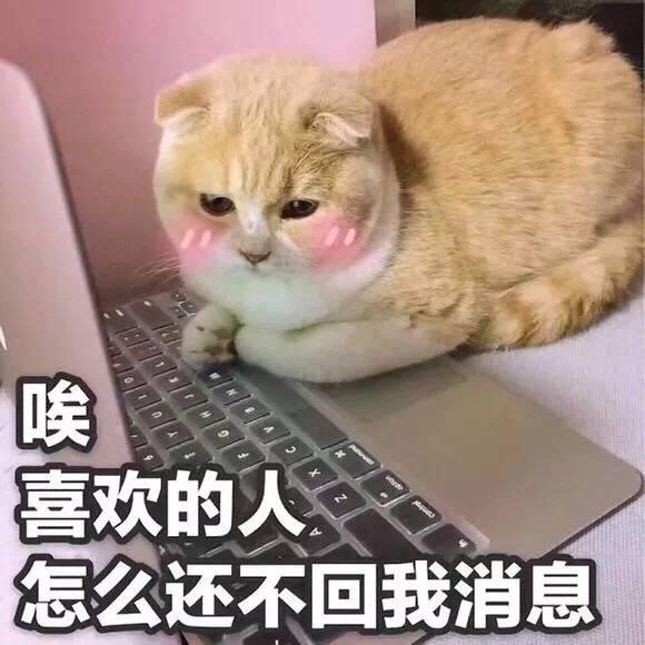 晚安图片表情图片,猫咪包不表情我图片