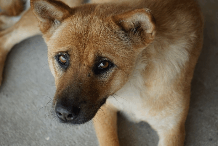 灵性的土狗为什么总在死前离家出走, 知道原因后哭了