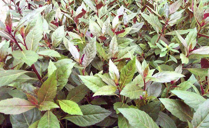 血皮菜到底能不能吃?有的说致癌,有的说抗癌