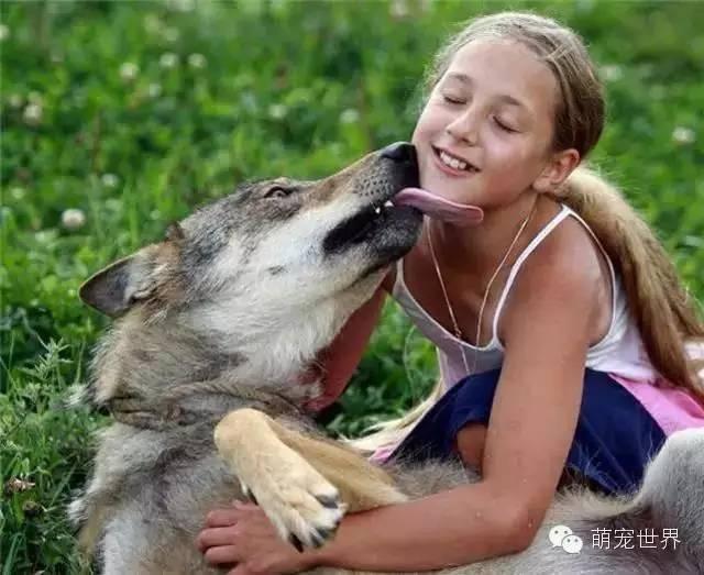 俄罗斯9岁小魔女养恶狼当宠物，5年后发生了巨大变化