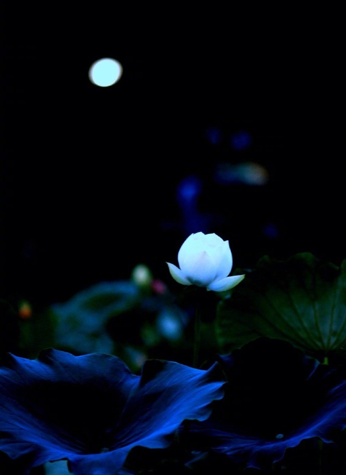 未花叶自香,既花香更别。雨过吹细风,独立池上