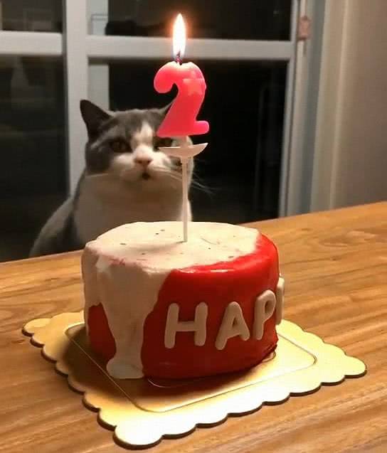 看准了一巴掌就呼灭,这喵星人成精了过生日都会自己吹蜡烛了