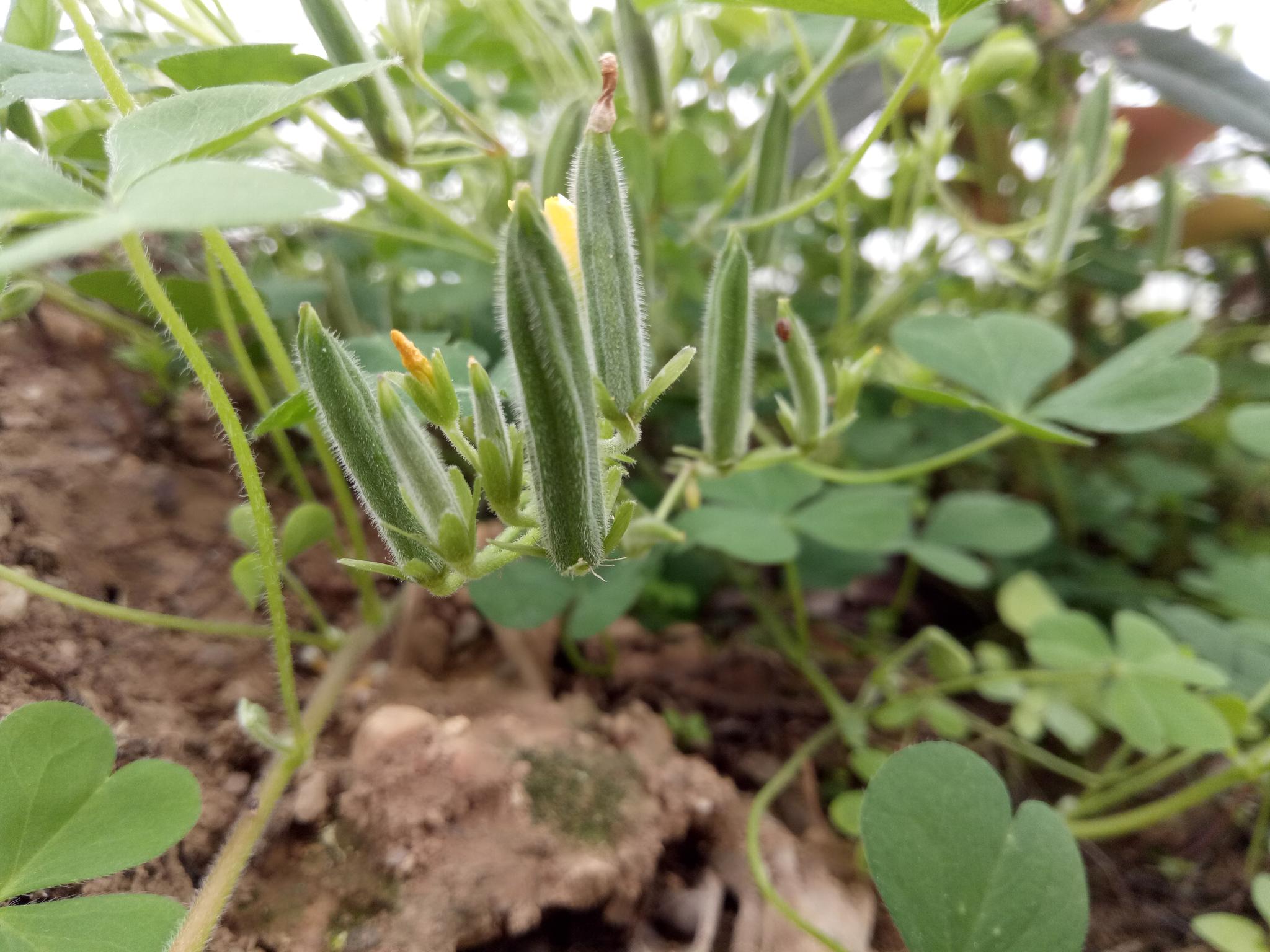 一种神奇的植物,轻轻碰一下即将成熟的果壳_新浪看点