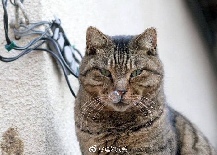 鼻子冒泡泡的猫好想戳破