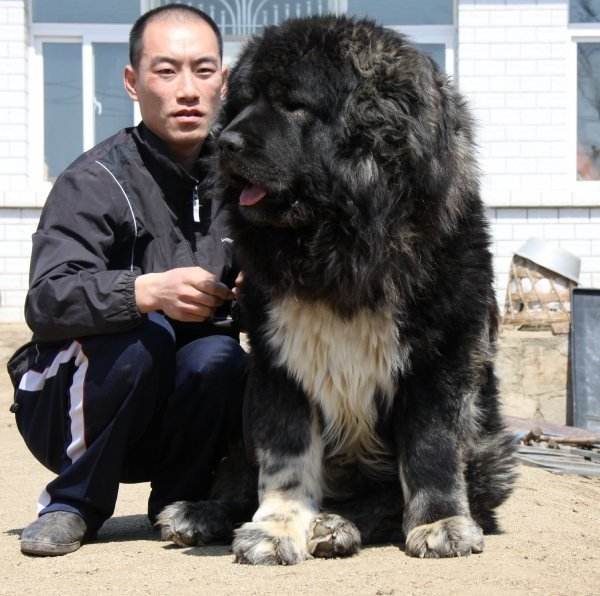 狗狗介绍:狗中之王,和狮子一样大的高加索犬