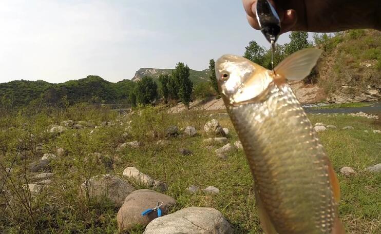 这里的马口鱼无论在数量还是个体上都超乎想象