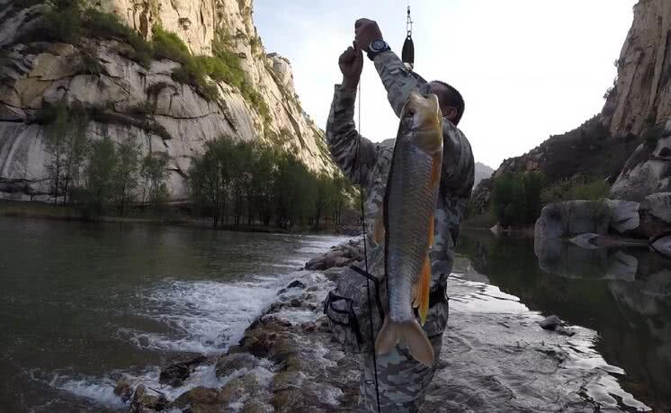 这里的马口鱼无论在数量还是个体上都超乎想象