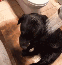 养一只全黑的狗是种什么体验?|狗狗|主人|大白熊_新浪网