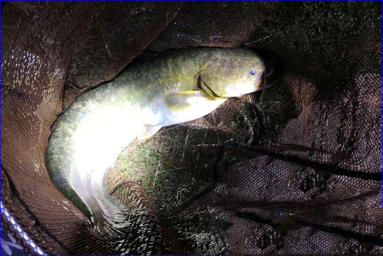在水流浑浊而强劲的长江里钓鲶鱼