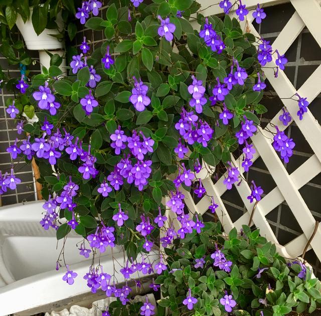 此盆栽养护容易,四季开花爆盆