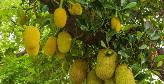 农村这种水果树, 不砍它几刀就不结果, 一般人都