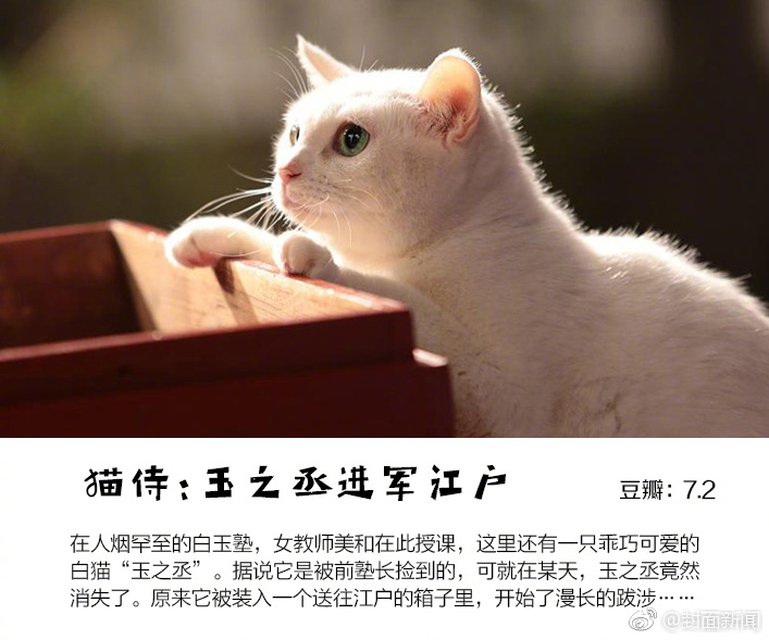 9部电影教你花式吸猫 [喵喵]我们一起学猫叫，喵喵喵