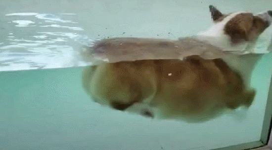 主人带柯基第一次去游泳,本以为它会是游泳健将,后来