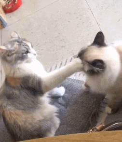 正文       主人把这一幕分享到了网上,网友们一看也纷纷乐坏了: