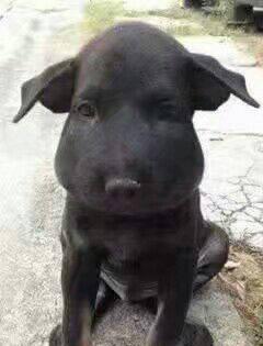 这种连贝爷,哈士奇都忌惮三分的小动物