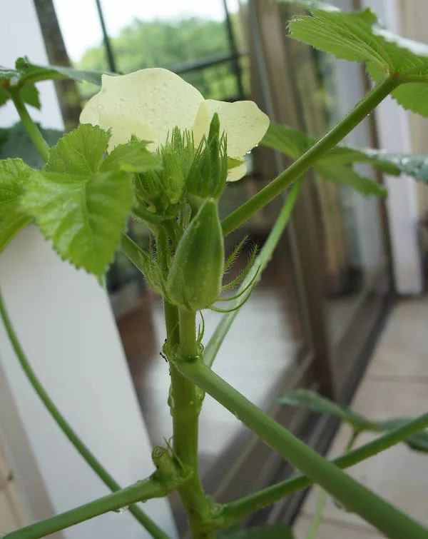 阳台上也能种秋葵哦,5分钟看懂秋葵的基本种植方法