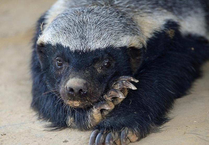 “平头哥”蜜獾: 除了打架其他的事别找我!