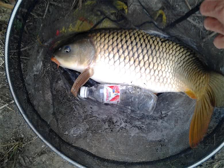 臭谷子是野钓的利器,大鲤鱼被一窝端