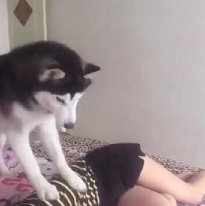 女子假装晕倒测试二哈,二哈跑过来看了看,随后举动让主人破功!