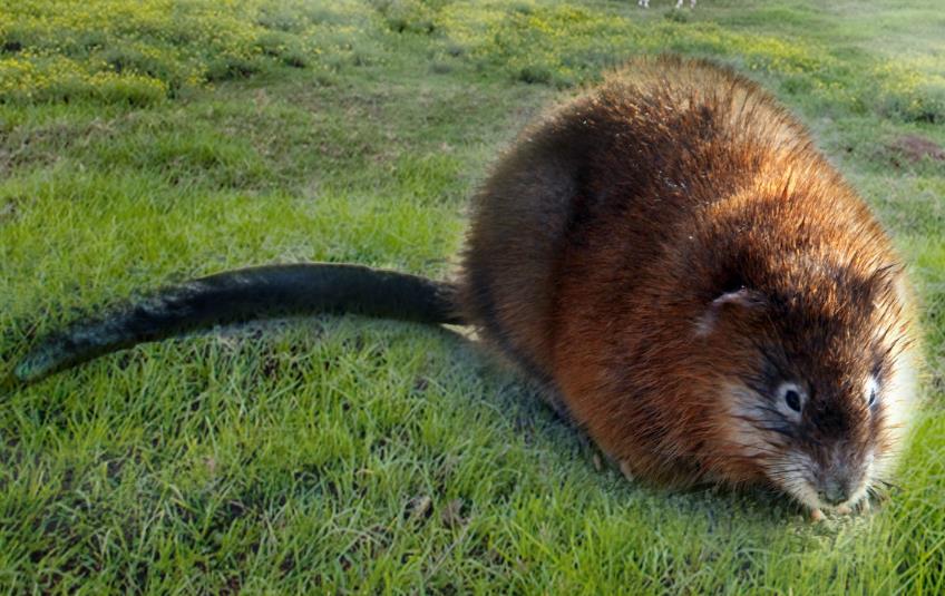 拥有不菲价值的大老鼠--青根貂