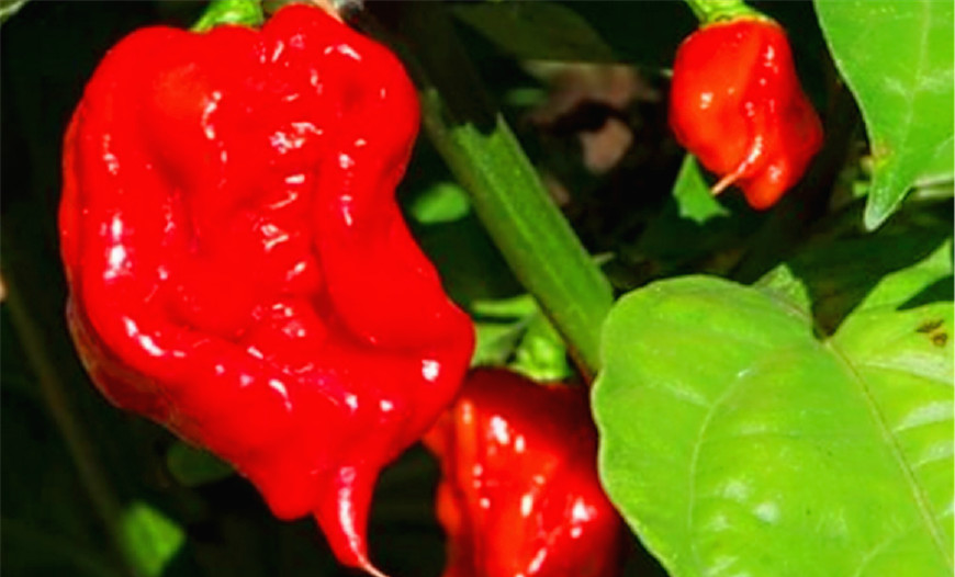 世界最辣的辣椒,卡罗来纳死神,能辣到人窒息
