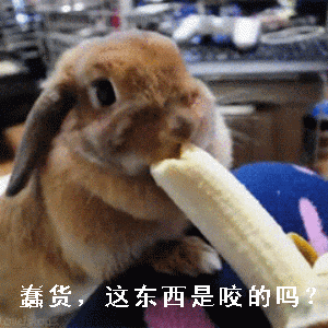 搞笑兔子动图表情包