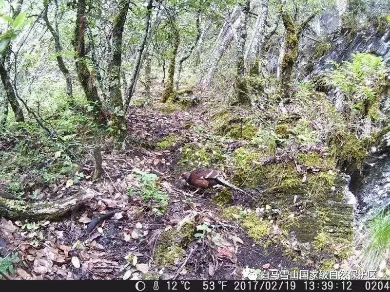 白马雪山首次发现世界濒危动物黑颈长尾雉