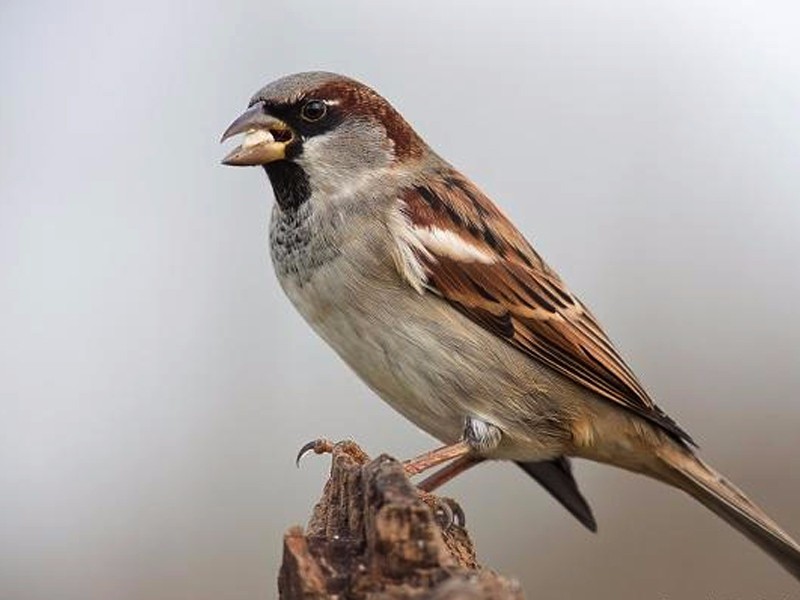 小小说:加油吧，老麻雀!